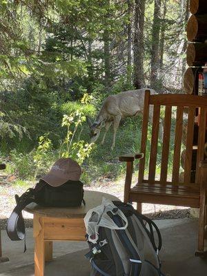 Deer by our cabin, it was totally unbothered by us!