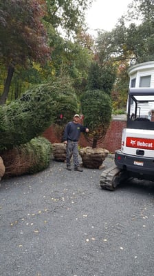 Getting ready to plant a few 12 foot spruce trees