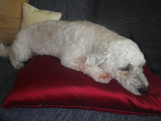 Sadie on Red Silk Pillow