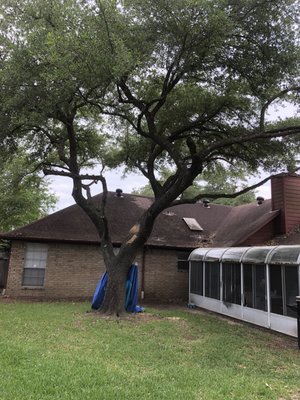 Tree trimming