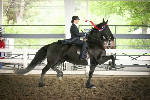 One of our Saddleseat riders Vicky riding Ira