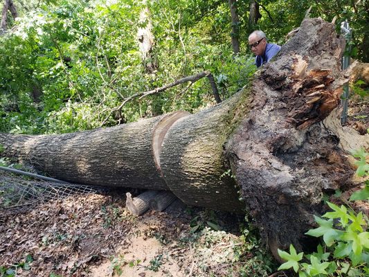 Removing fallen trees,    take downs,    24 HOUR EMERGENCY SERVICE