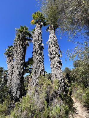 Rancho Mission Canyon park