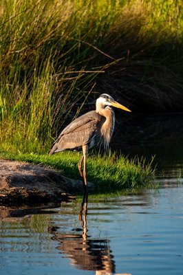 Mr Heron.