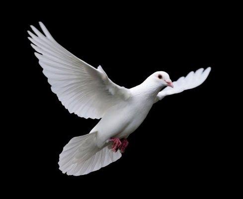 White Dove Cleaning Service