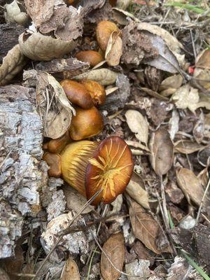 Mushrooms at the campsite