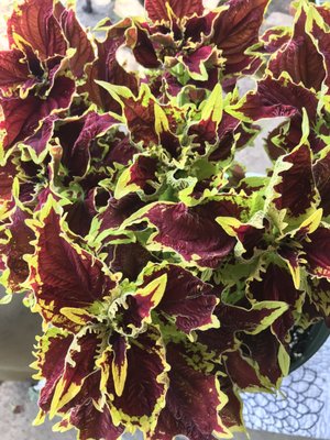 More coleus