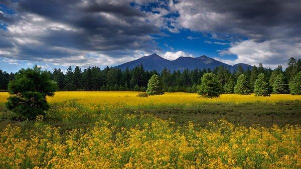 The San Francisco Peaks in Flagstaff. The sunflowers in August are so beautiful