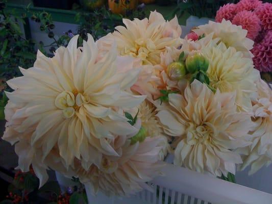 Cafe au Lait dahlias from Jello Mold Farm