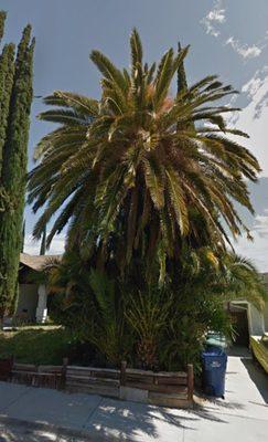 Canarian palm trees