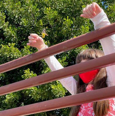 Easter Butterfly Release