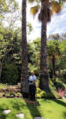 Pruning palm tree