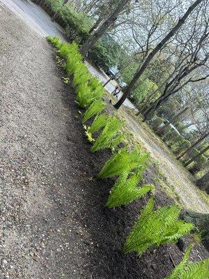 Redesigning sides of driveway