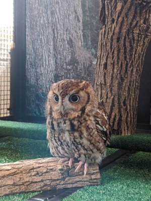 Resident Screech Owl