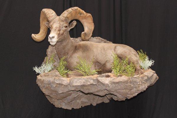 Another amazing Desert Sheep mount done by Southwest Wildlife!