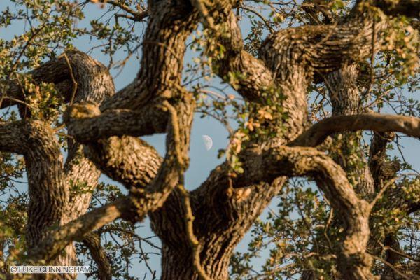 Guadalupe Oak Grove Park