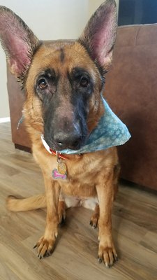 Christmas bandana!