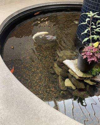 Koi fountain in the commons