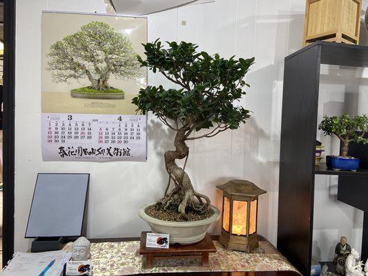 50 year old Green Gem Ficus Bonsai Specimen