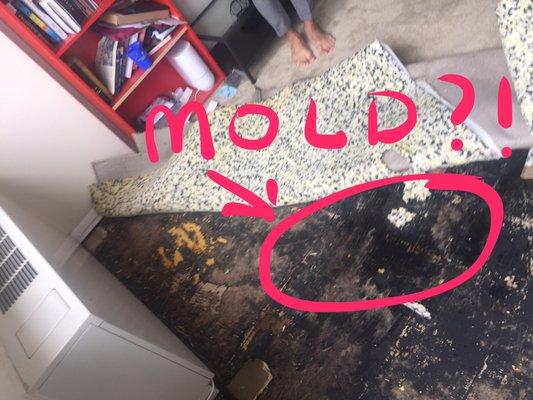 I hope this isn't mold but they didn't test the FLOOR??