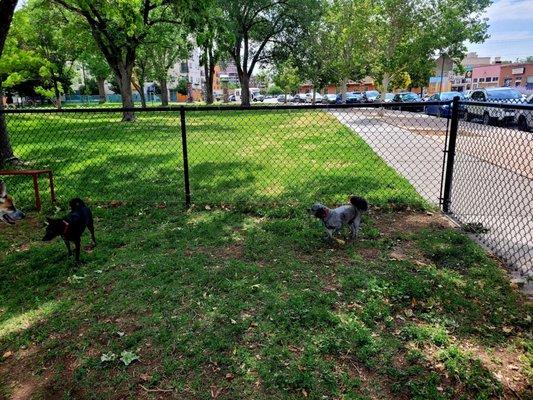 My pups exploring