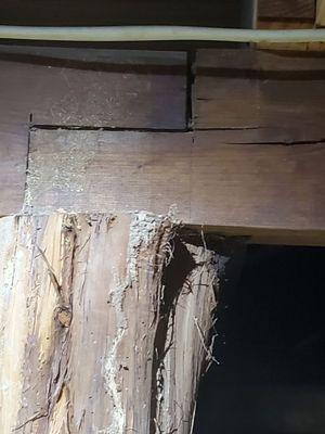 Subterranean termites in Crawlspace