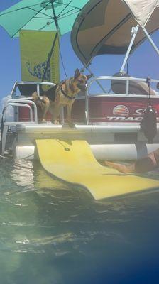 Dog, pontoon, crab island.