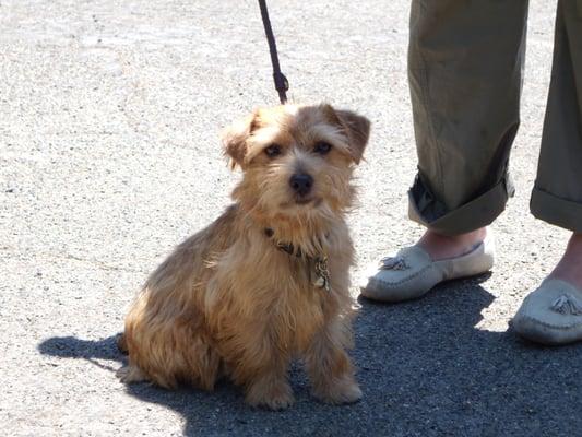 Izzy learning to walk on leash without pulling, lunging at other dogs, and barking.