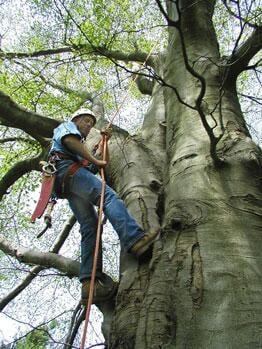 Certified Arborists