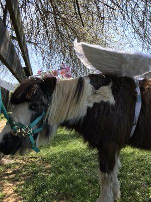 Our wonderful pony Domino.  The little kids love pony rides on Domino