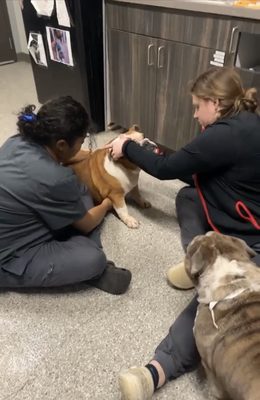 When we drop Gus and Bella, they are very well taken care of for overnight stays! Pup Spa day!