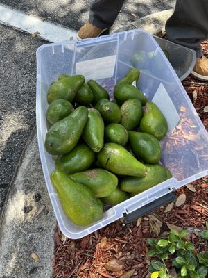 This gentleman selling these amazing avocados one dollar each in the parking lot right now