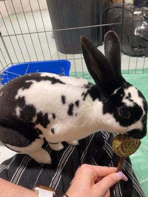 bunny enjoying a treat from the lap of friendly kennel staff