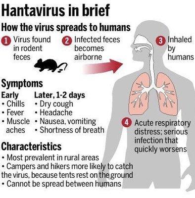 Hantavirus In Brief. Call Us Today for a Free Inspection!