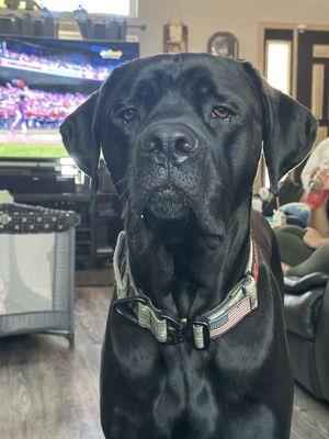 Renfrow my 2 year old Cane Corso