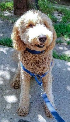 This happy dude is one of my longtime walking client. He's mayor of his neighborhood.