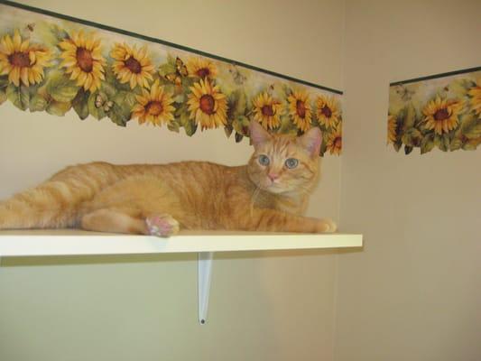 A guest relaxing on a upper perch in his room