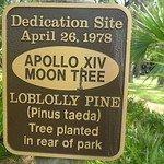 Sign dedicated to the Loblolly Pine or Pinus taeds dubbed by NASA as the Apollo XIV Moon Tree