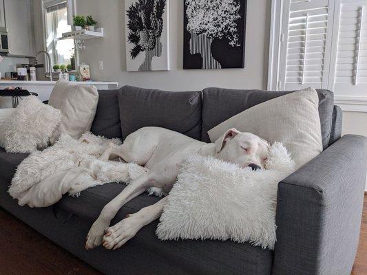 Taking a nap after a nice bath from Muddy Mutt