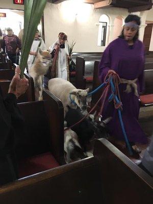 Palm Sunday animals