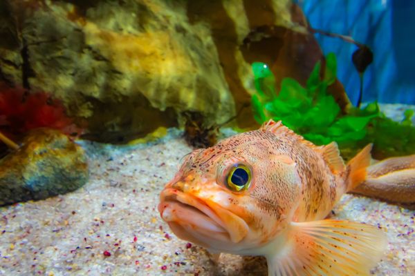 Woods Hole Science Aquarium