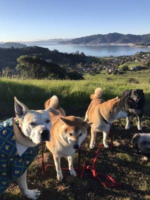 Tiburon Open Space. Welcome Monterey and Brothers Kuma and Nobu