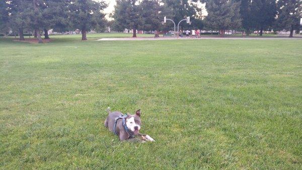 Our dog loves to visit this park in the evenings.