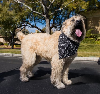 Even on the toughest days, a furry friend can make work a little brighter