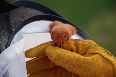 Small bat on glove