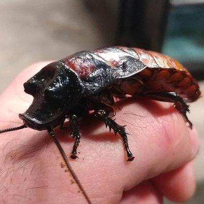 Madagascar Hissing Cockroach