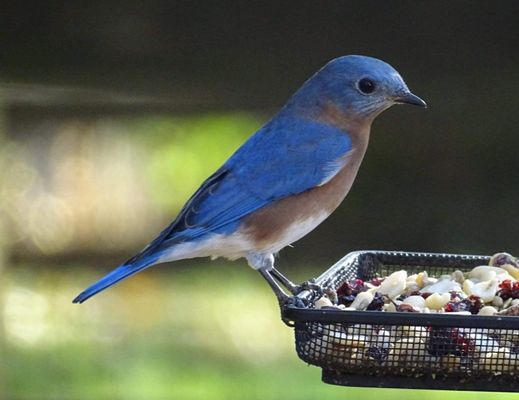 Feeders for all of your feathered and furry friends