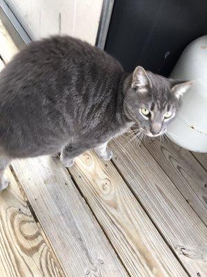 I'm lost male neutered tabby @ 8 years old, found in 19116 please message me if you know him or his parents