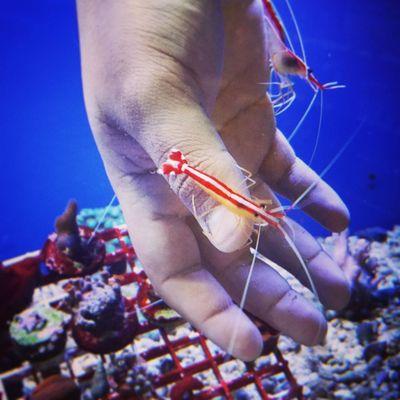 cleaner shrimp station, in our coral frag tank, cleaning one of our employee's hands