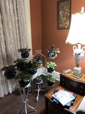 Beautiful African violets in the parlor